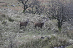 Cervus elaphus elaphus