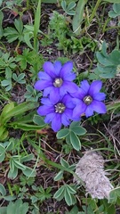 Gentiana dshimilensis