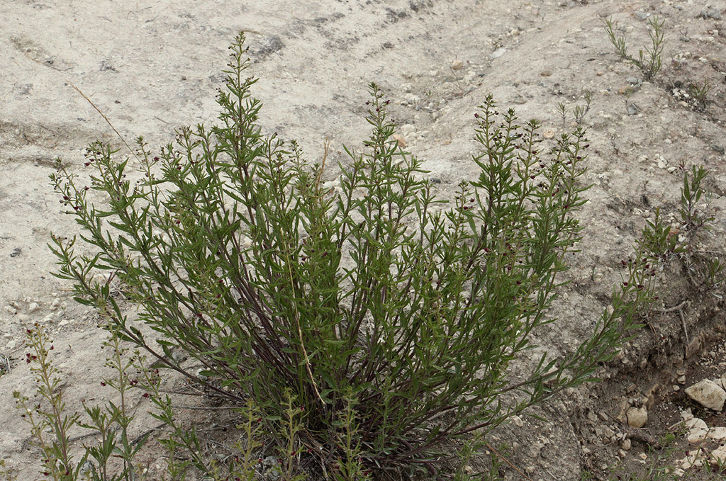 Scrophularia cretacea