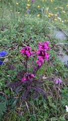 Pedicularis nordmanniana