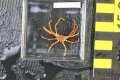 Chorilia longipes