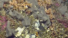 Chorilia longipes