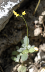 Draba pedicellata pedicellata