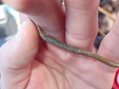 Nerophis lumbriciformis