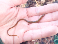 Nerophis lumbriciformis