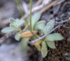 Draba pedicellata pedicellata