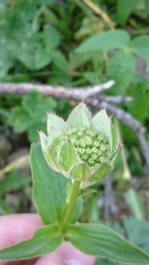 Astrantia maxima