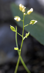 Draba pedicellata pedicellata