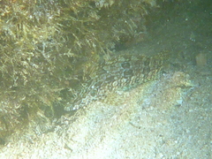 Gobioclinus dendriticus