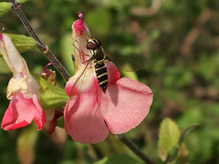 Fazia micrura