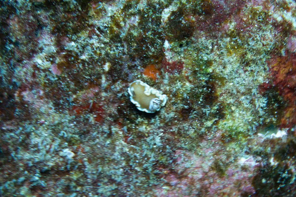 Caramel Nudibranch