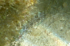 Gobioclinus dendriticus
