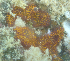 Styelidae