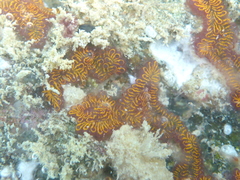 Styelidae