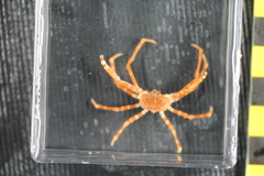 Chorilia longipes