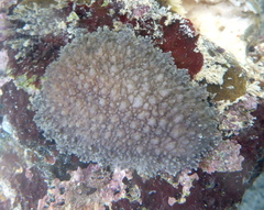 Onchidella steindachneri