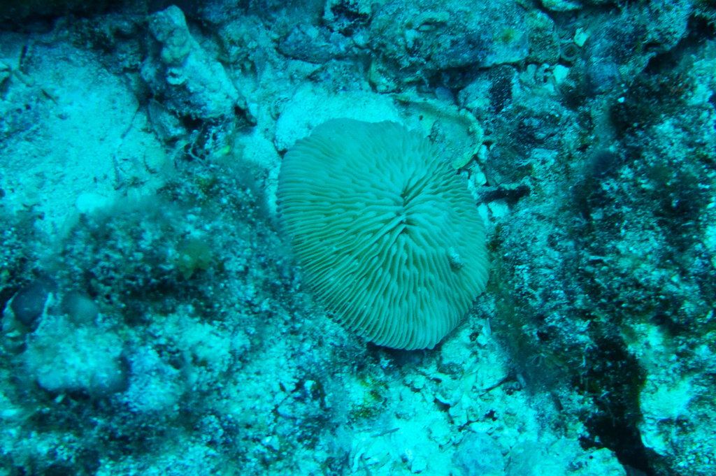 Granulated mushroom coral