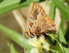 Anteros carausius carausius