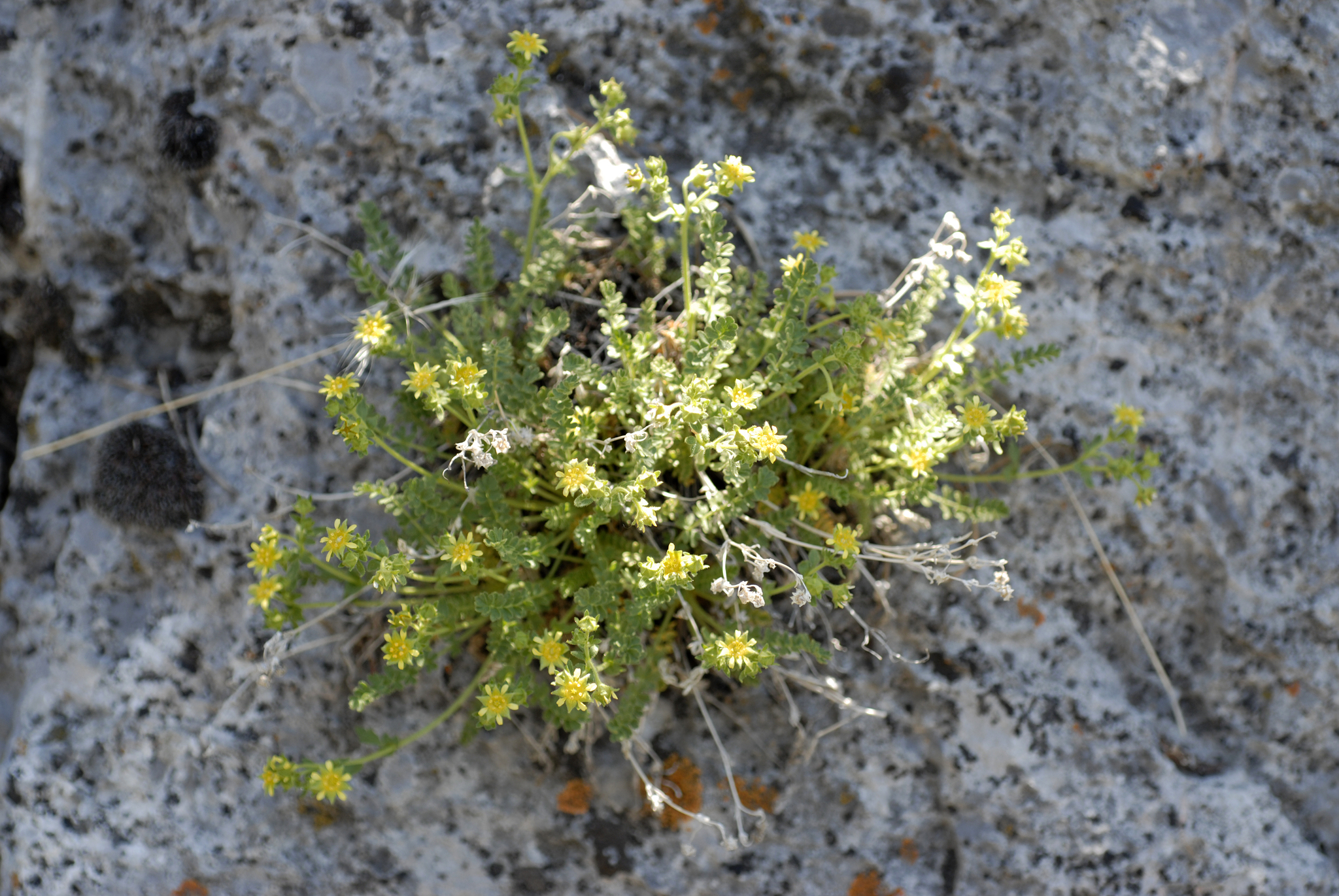 Ivesia baileyi