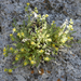 Bailey's Ivesia - Photo (c) springlake1, some rights reserved (CC BY-NC), uploaded by springlake1