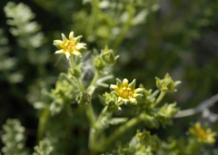 Ivesia baileyi setosa