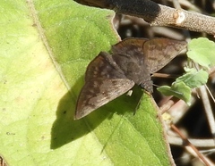 Pellicia dimidiata dimidiata