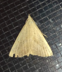 Macrochilo louisiana