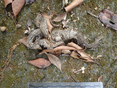 Nasutitermes nigriceps