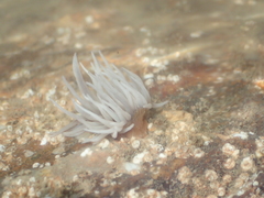 Actinothoe sphyrodeta