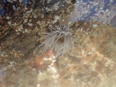 Actinothoe sphyrodeta