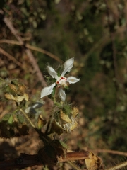 Loasa floribunda