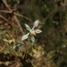 Loasa floribunda - Photo (c) Benito Rosende, algunos derechos reservados (CC BY-NC)