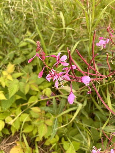 fireweed