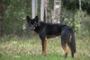 Domestic Dog - Photo (c) Alec Karcz, some rights reserved (CC BY-NC), uploaded by Alec Karcz
