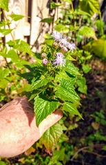 Tamaulipa azurea