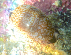 Pseudozonaria nigropunctata