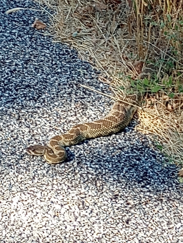 iNaturalist observation photo of Northern Pacific Rattlesnake