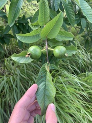 Psidium guajava image