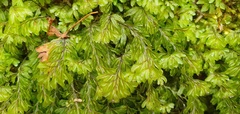 Hymenophyllum wilsonii image
