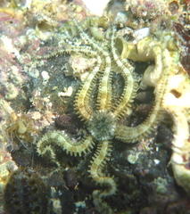 Ophiactis