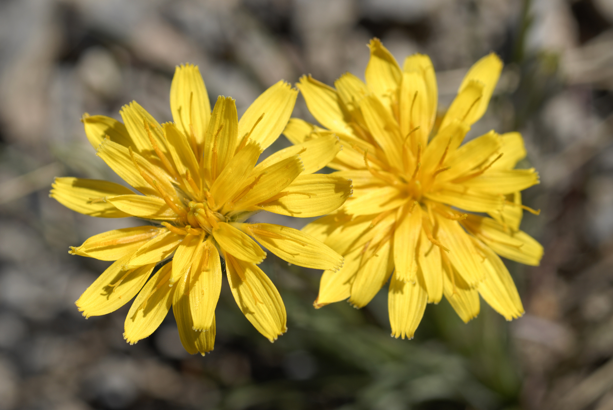 Microseris