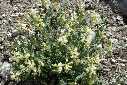 Astragalus beckwithii var. beckwithii