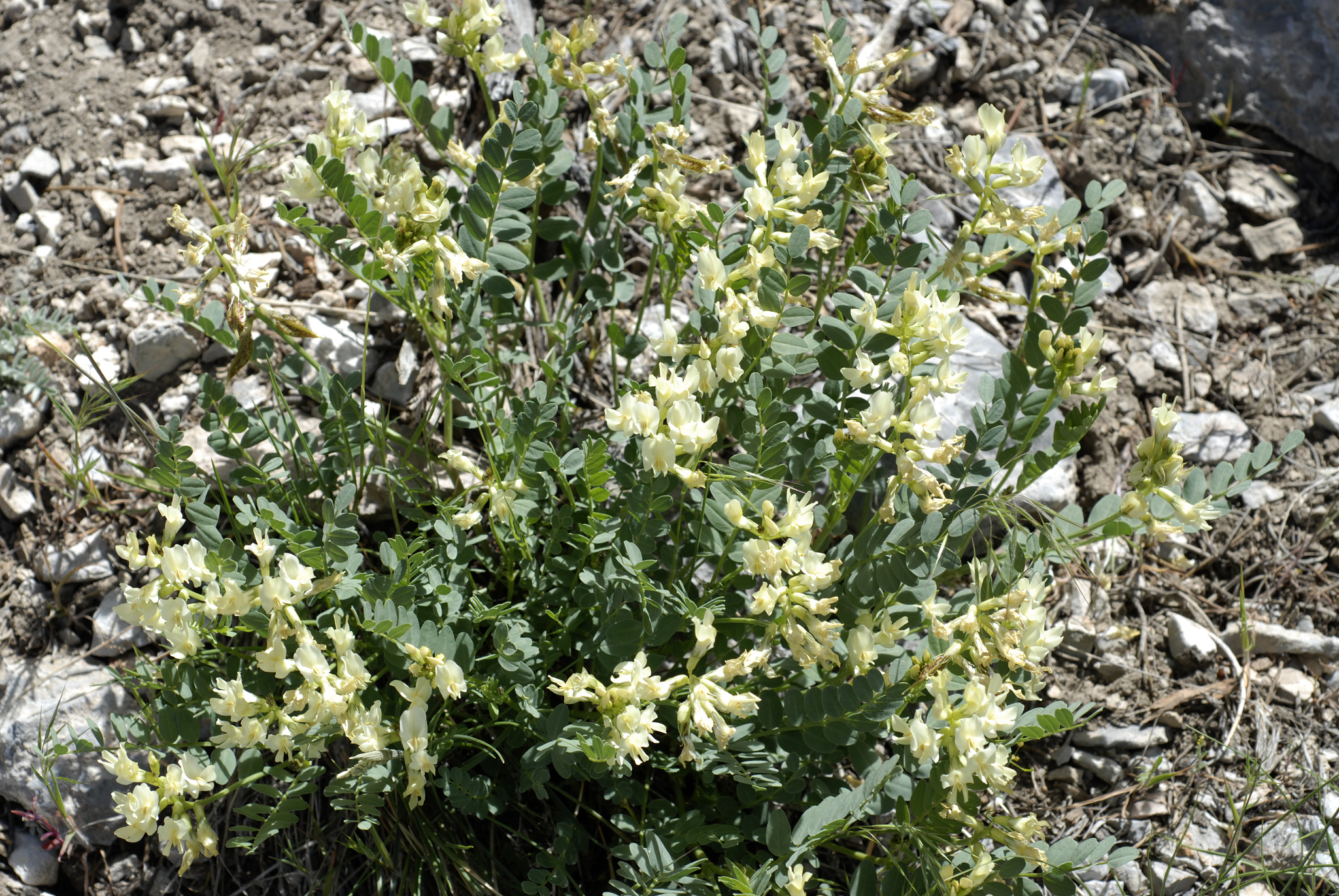 Astragalus beckwithii var. beckwithii