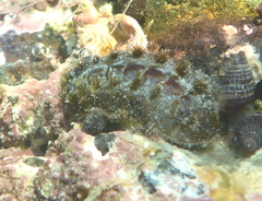 Acanthochitona hirudiniformis