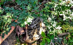 Parkinsonia texana macra