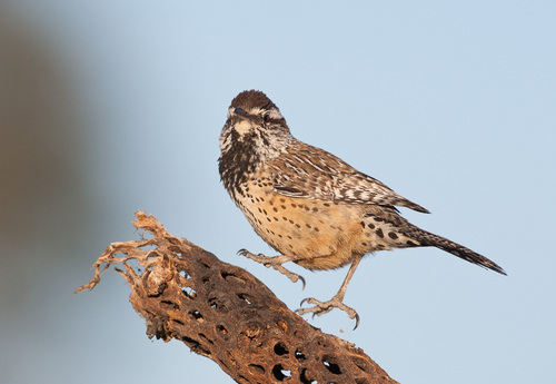Cactus Wren