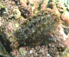 Image of Acanthochitona hirudiniformis