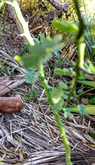 Parkinsonia texana macra