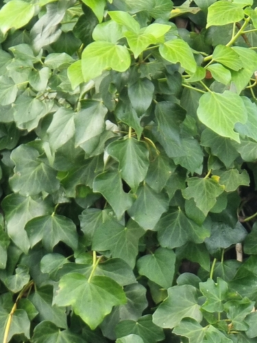 Image of Hedera maderensis by (c) Vítor Jorge, some rights reserved (CC BY)