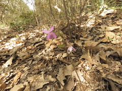 Pseuderanthemum praecox